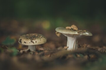 Closeup of small mushrooms growing in a forest with blurred background