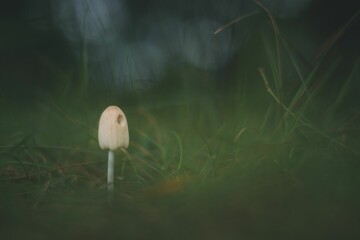 Closeup of a small mushroom growing in a forest with blurred background