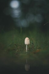 Obraz premium Closeup of a small mushroom growing in a forest with blurred background