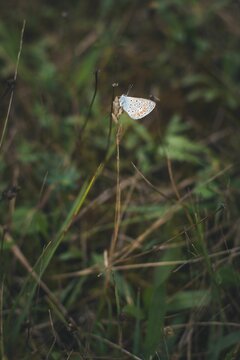 Vertical closeup of a beautiful butterfly on a plant in a garden