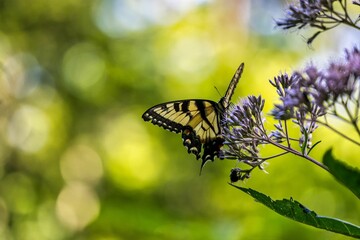 Closeup shot of a swallowtail butterfly on blooming flowers