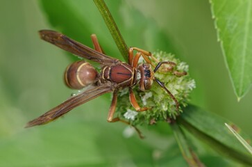 Macro shot of a Polistes wasp on a wildflower  against a blurred background