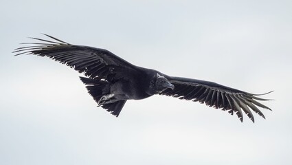 Closeup shot of a flying vulture against a white sky