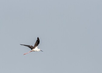 Fototapeta na wymiar Closeup of black-winged stilt flying against a gray sky background