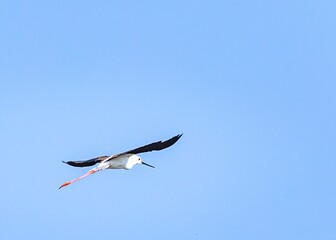 Black-winged stilt (Himantopus himantopus) flying with spread wings