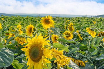 a field of flowering sunflowers on a warm clear summer day, selective focus