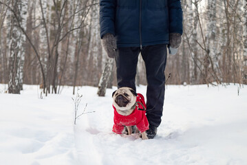 a man walks in a cute pug in the winter in the forest, selective focus