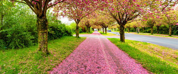 Panoramic over cherry blossom as Japanese cherry or sakura at late Spring in garden alley Sonnenbraut in Magdeburg, Germany - obrazy, fototapety, plakaty