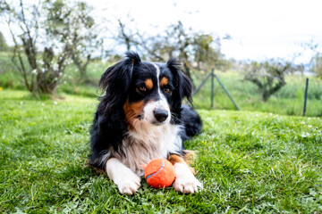 Black and white mini Australian Shepherd dog lying on the grass with a ball