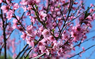 fruit tree pink blossoming