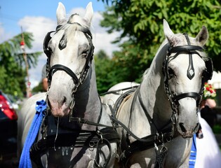 Obraz premium Selective closeup focus of white horses harnessed with blinkers and reins in a park