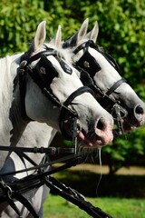 Vertical closeup shot of white horses harnessed with blinkers and reins