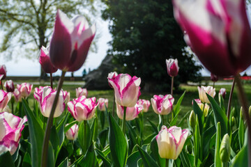 pink and white tulips
