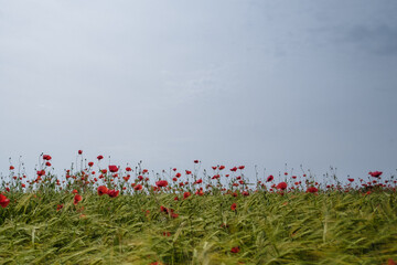 poppies in a field of barley against a pale blue sky