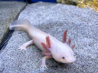 Ein Axolotl im Aquarium. Der Axolotl ist ein aquatil lebender mexikanischer Schwanzlurch aus der...