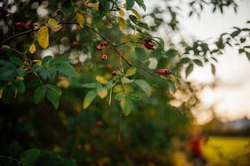 Selective focus shot of the branches of flat-stalked spindle tree in the garden with blur background