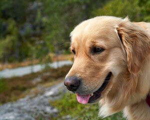 Closeup of an adorable golden retreiever dog looking around in a forest