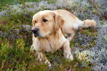 Adorable golden retriever dog lying on the grass in the wild