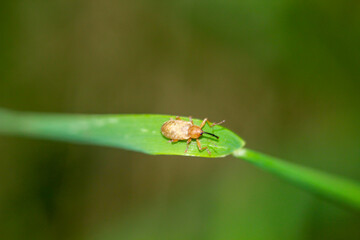 Ein Haselnussbohrer, curculio nucum der zu den Rüsselkäfer gehört auf einem Grasblatt.