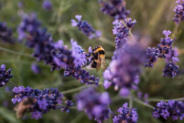 bee on lavender