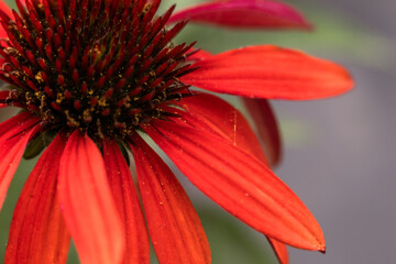 Close up of a red echinacea or coneflower with the disc offset to the corner of the frame