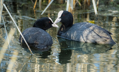 Eurasian coots couple (Fulica atra). Common coots couple close-up portrait. Two black birds mate with the white bill and frontal shields and red eyes looks at each other in spring evening.