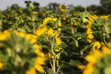 Sunflowers in a field