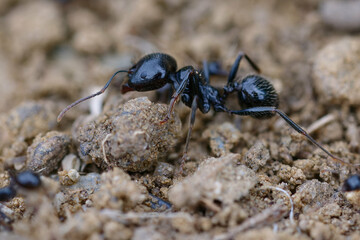 Harvester (Messor structor) on the ground