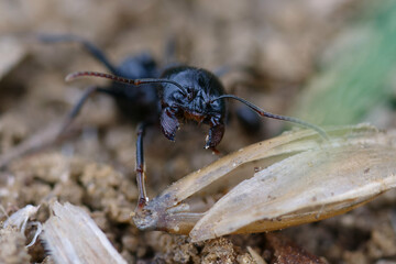 Harvester (Messor structor) on the ground