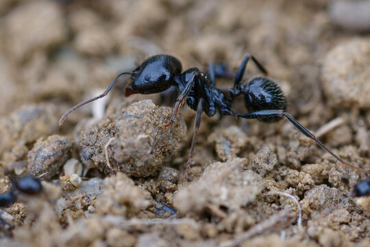 Harvester (Messor structor) on the ground
