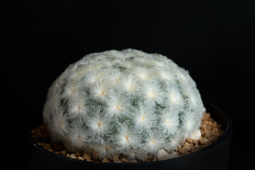 Close up of cactus flower