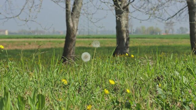 tarassaco Infertility on Spring Meadow