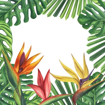 Frame green palm leaves with strelitzia flower. Monstera Likuala Jungle tropical exotic foliage. Hand-drawn watercolor illustration isolated on white background. For design logo card poster