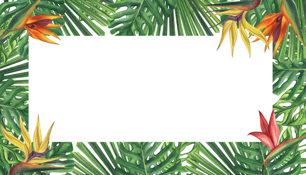 Banner frame green palm leaves strelitzia flower. Monstera Likuala Jungle tropical exotic. Hand-drawn watercolor illustration isolated on white background. For logo card poster label invitations