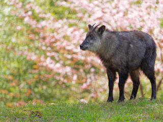 ニホンカモシカ