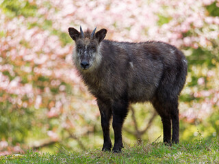 ニホンカモシカ
