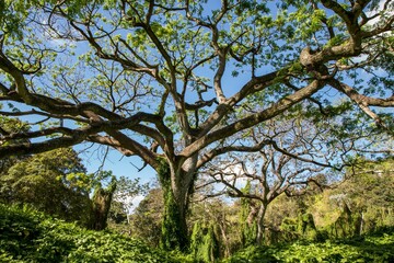 Low angle shot of a tall tree with long twisting branches in a forest