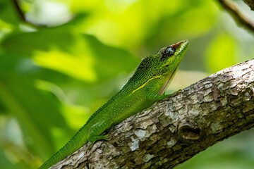 Closeup shot of a green knight anole reptile on a tree branch