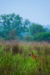 Vertical shot of a striped tiger walking on a grassy green field