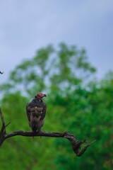 Vertical shot of a dark vulture perched on a tree branch in a forest