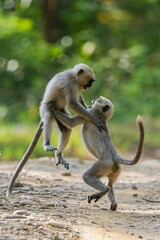 Vertical shot of two small langur monkeys playing together in a park