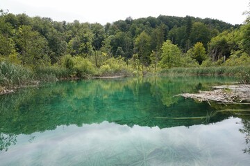 Closeup shot of a green lake reflecting the beauty of trees at Plitvice Lakes National Park