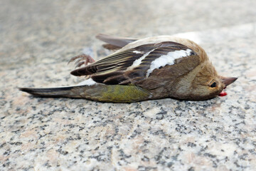 Toter Vogel