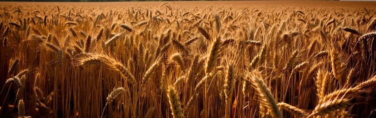 Gardinen Wheat field. Ears of golden wheat close up. Background of ripening ears of meadow wheat field. Rich harvest Concept. Generative AI © Александр Марченко