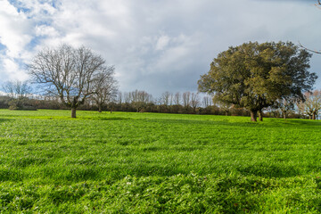 Cork oak trees in Extremadura