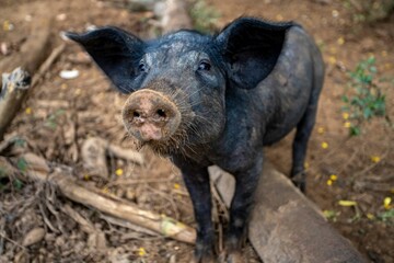 Funny shot of a black Pig in the garden looking up at the camera