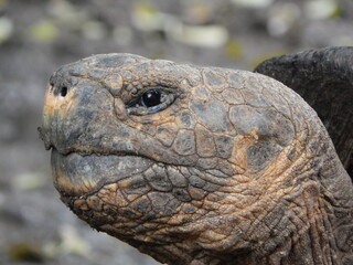 ガラパゴスゾウガメ　Chelonoides niger species complex