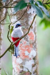 Shallow focus of Cuban trogon bird perching on twig tree, vertical shot