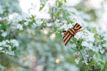 Victory Day, 9 May holiday concept. ribbon of St.George and cherry flowers, natural spring...