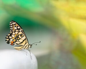 Lime Butterfly resting on a white platform resting